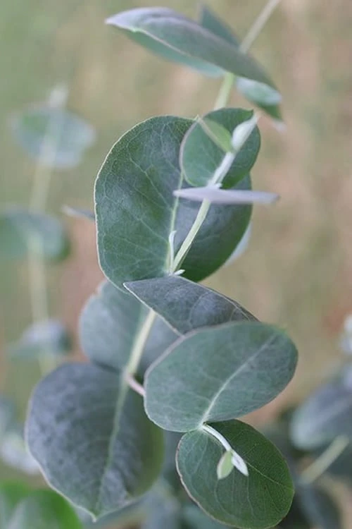 Big O Cold Hardy Eucalyptus Tree (Eucalyptus Neglecta) - 6 Pack Of 1 Gallon Pots - Image 8