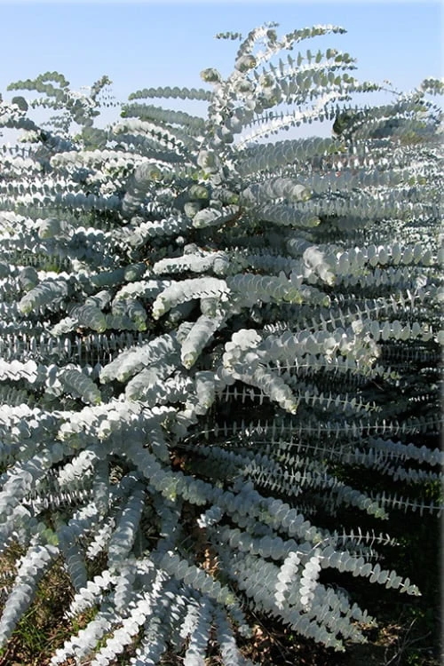 Bluey Cold Hardy Eucalyptus Tree (Eucalyptus Pulverulenta) - 2 Gallon Pot - Image 9