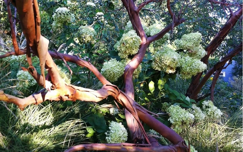 Funky Monkey Cold Hardy Eucalyptus Tree (Eucalyptus Parvula) - 3 Gallon Pot - Image 5