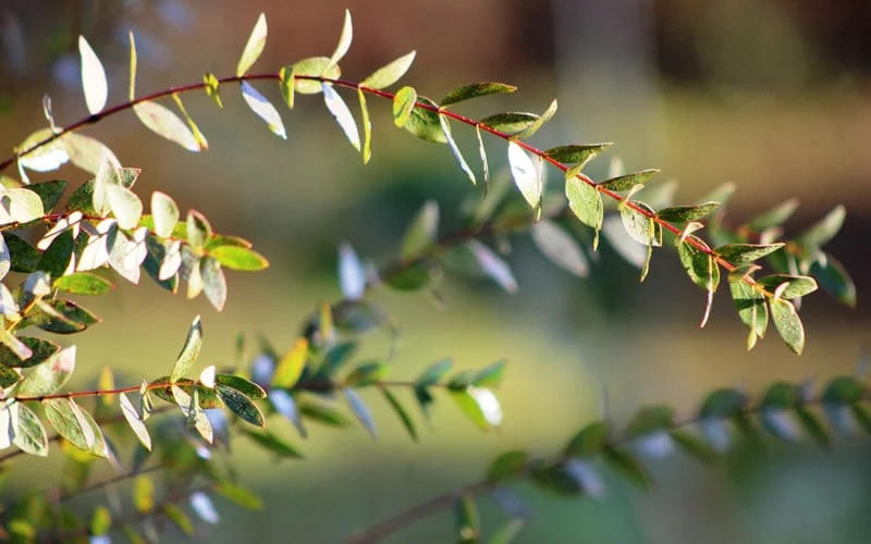 Funky Monkey Cold Hardy Eucalyptus Tree (Eucalyptus Parvula) - 3 Quart Pot - Image 6