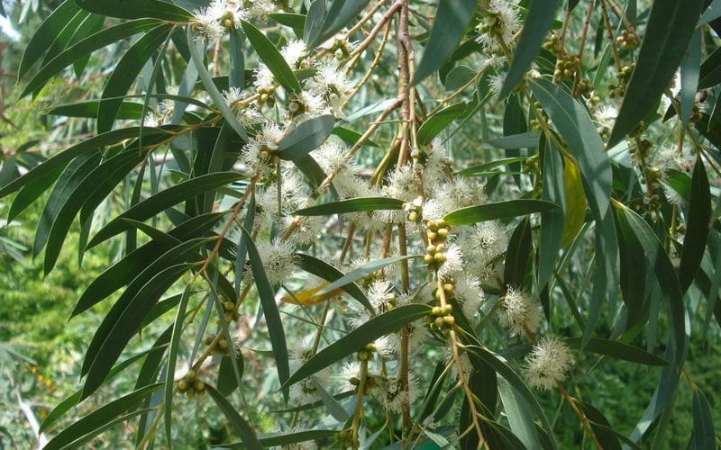 Funky Monkey Cold Hardy Eucalyptus Tree (Eucalyptus Parvula) - 6 Pack Of 1 Gallon Pots - Image 4