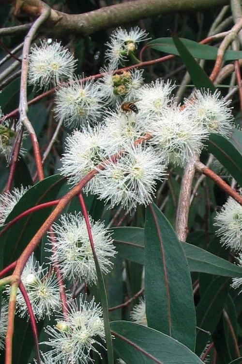 Jersey Girl Cold Hardy Eucalyptus Tree (Eucalyptus Macarthurii) - 3 Quart Pot - Image 9