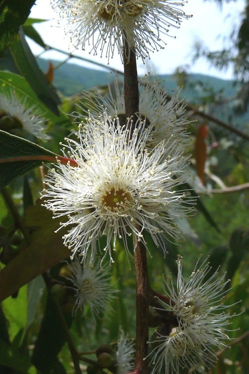 Jersey Girl Cold Hardy Eucalyptus Tree (Eucalyptus Macarthurii) - 1 Gallon Pot - Image 6