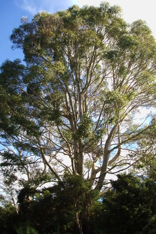 Jersey Girl Cold Hardy Eucalyptus Tree (Eucalyptus Macarthurii) - 1 Gallon Pot - Image 5