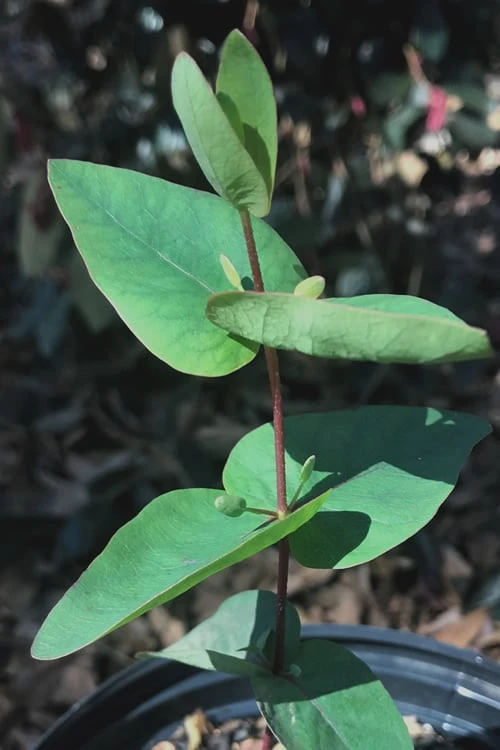 Jersey Girl Cold Hardy Eucalyptus Tree (Eucalyptus Macarthurii) - 1 Gallon Pot - Image 7