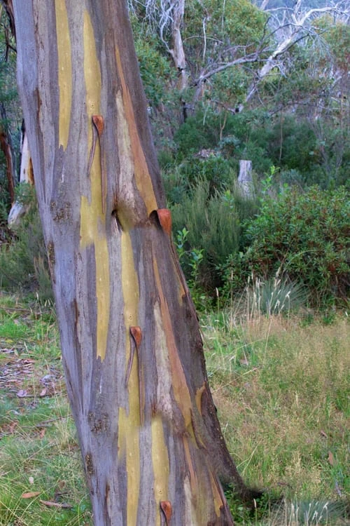 Sheila Cold Hardy Eucalyptus Tree (Eucalyptus Stellulata) - Quart Pot - Image 5