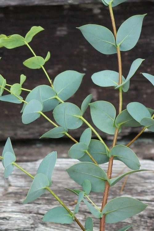 Sheila Cold Hardy Eucalyptus Tree (Eucalyptus Stellulata) - Quart Pot - Image 11