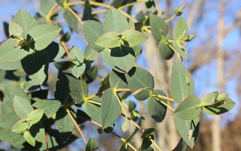 Cab Sav Cold Hardy Eucalyptus Tree (Eucalyptus Rubida) - 5 Gallon Pot - Image 4