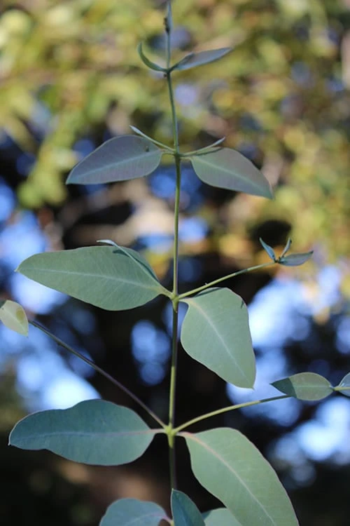 Grace Cold Hardy Eucalyptus Tree (Eucalyptus Elliptica) - 1 Gallon Pot - Image 5