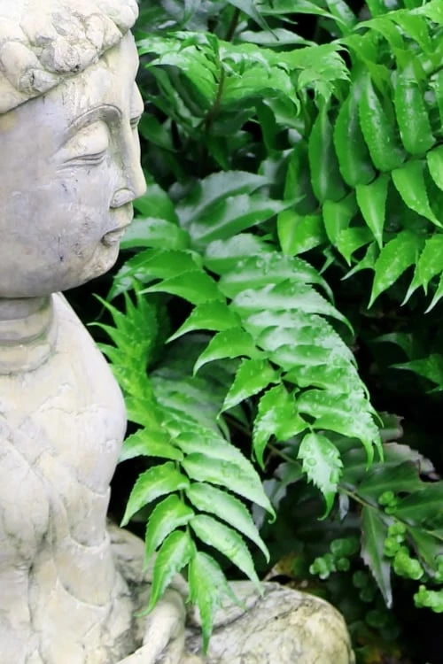 Japanese Holly Fern - Cyrtomium Falcatum 'Rochfordianum' - 2.5 Quart Pot - Image 5