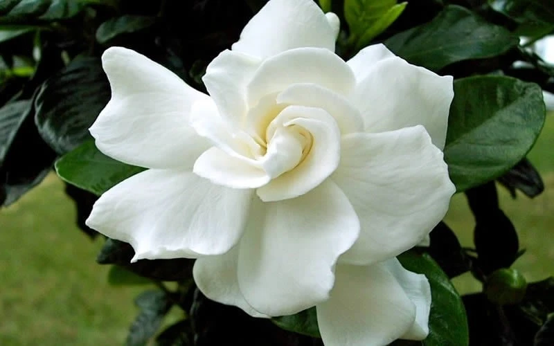 August Beauty Gardenia - 3 Gallon Pot - Image 5