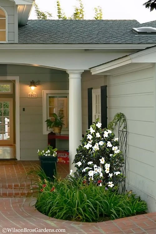 Diamond Spire Gardenia - 1 Gallon Pot - Image 5