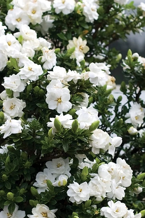 Double Mint Gardenia - 6 Pack Of 1 Gallon Pots - Image 4