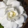 Double Mint Gardenia - 1 Gallon Pot