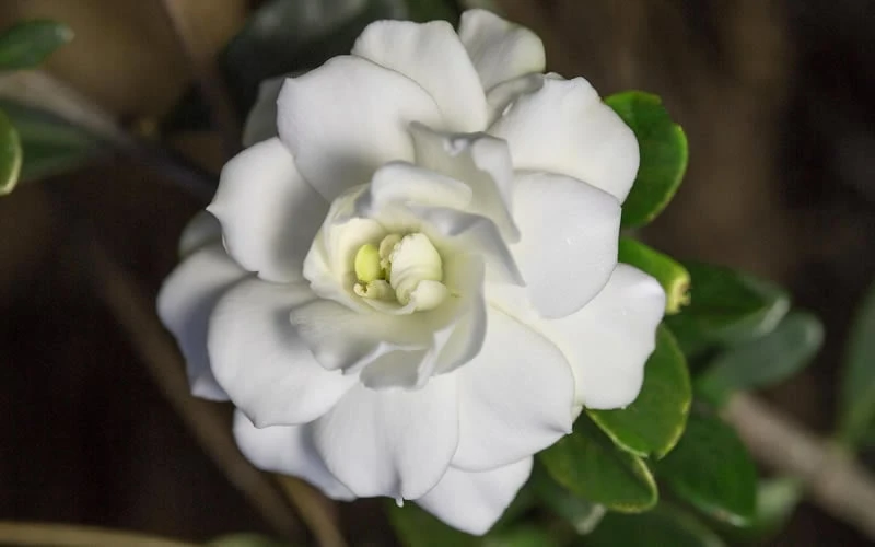 Double Mint Gardenia - 2 Gallon Pot - Image 7