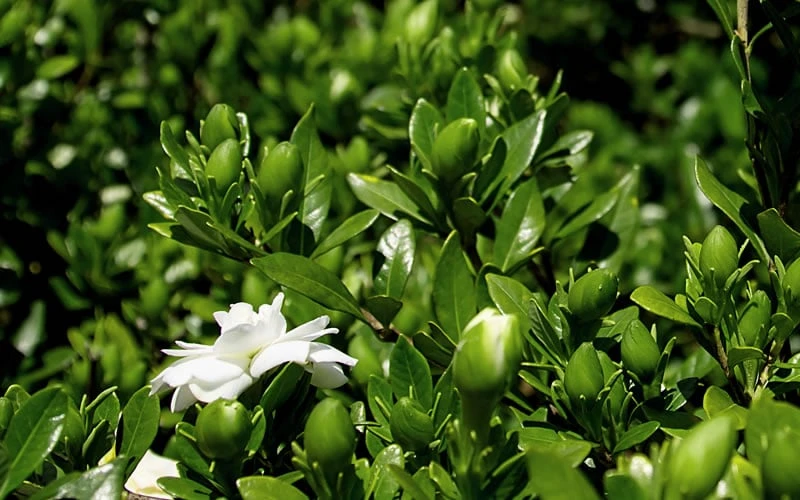 Double Mint Gardenia - 1 Gallon Pot - Image 6