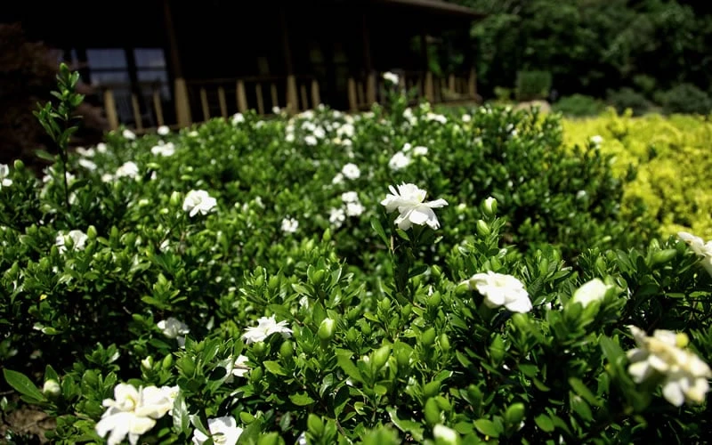 Double Mint Gardenia - 3 Gallon Pot - Image 5