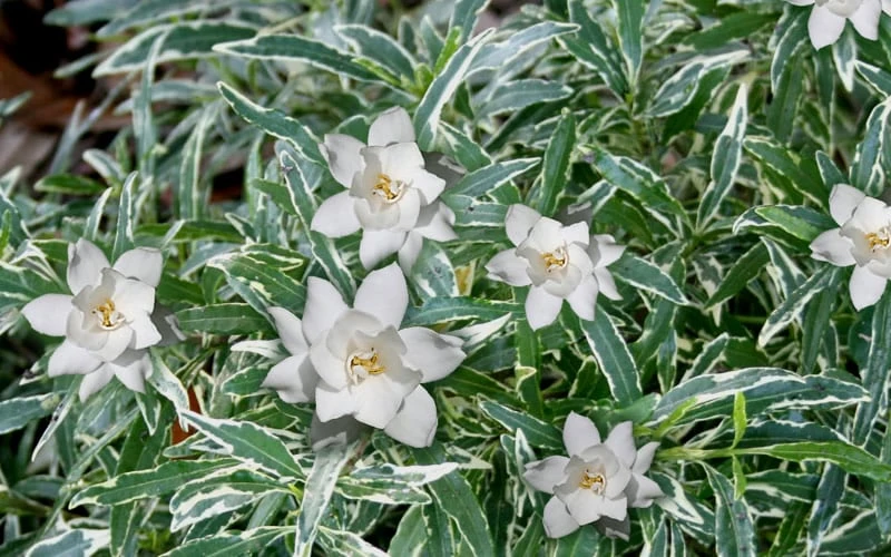 Variegated Creeping Dwarf Gardenia - 1 Gallon Pot - Image 4