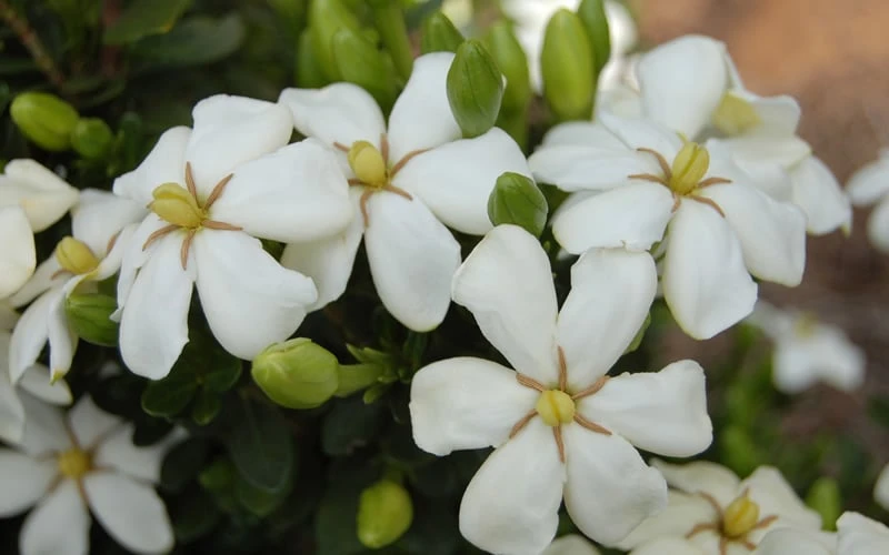 Heaven Scent Gardenia - 1 Gallon Pot - Image 4