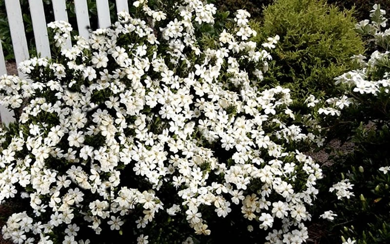 Heaven Scent Gardenia - 2 Gallon Pot - Image 5