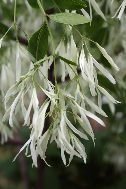 Grancy Graybeard - White Fringe Tree - 7 Gallon Pot (2-3') - Image 6