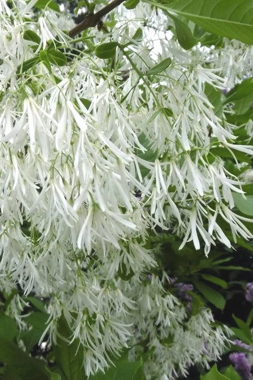 Grancy Graybeard - White Fringe Tree - 7 Gallon Pot (2-3')