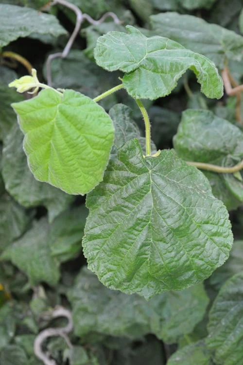 Harry Lauder's Walking Stick - Corylus Avellana 'Contorta' - 2 Gallon Pot - Image 6