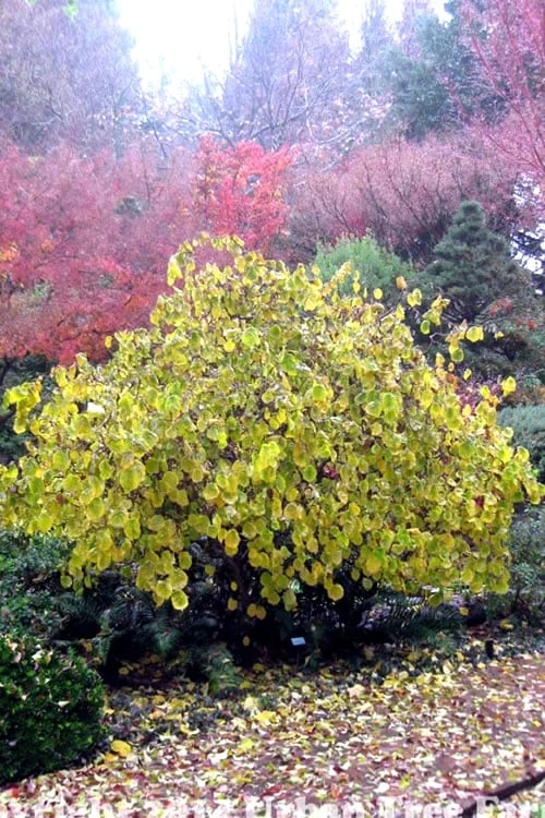 Harry Lauder's Walking Stick - Corylus Avellana 'Contorta' - 2 Gallon Pot - Image 7