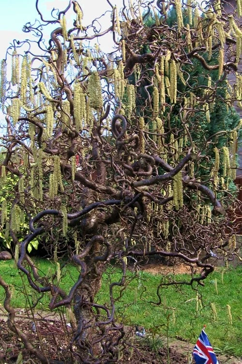 Harry Lauder's Walking Stick - Corylus Avellana 'Contorta' - 2 Gallon Pot - Image 5