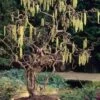 Harry Lauder's Walking Stick - Corylus Avellana 'Contorta' - 2 Gallon Pot