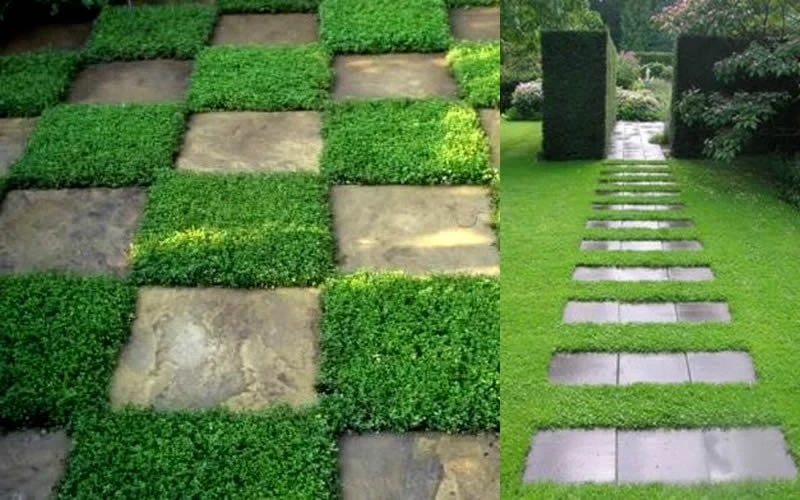 Dwarf Rupturewort Green Carpet (Herniaria Glabra) - 10 Pack Of Pint Pots - Image 5