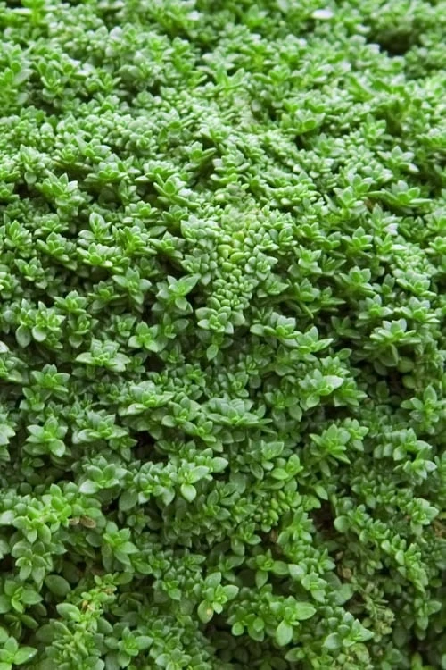 Dwarf Rupturewort Green Carpet (Herniaria Glabra) - 10 Pack Of Pint Pots - Image 4