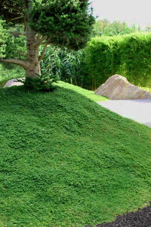 Dwarf Rupturewort Green Carpet (Herniaria Glabra) - 10 Pack Of Pint Pots - Image 6