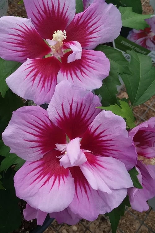 Purple Pillar Rose Of Sharon - 1 Gallon Pot
