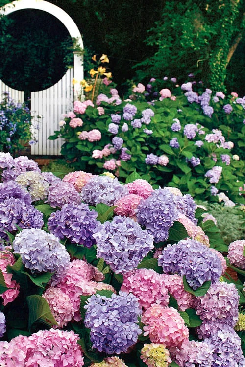 All Summer Beauty Hydrangea - 3 Gallon Pot - Image 6