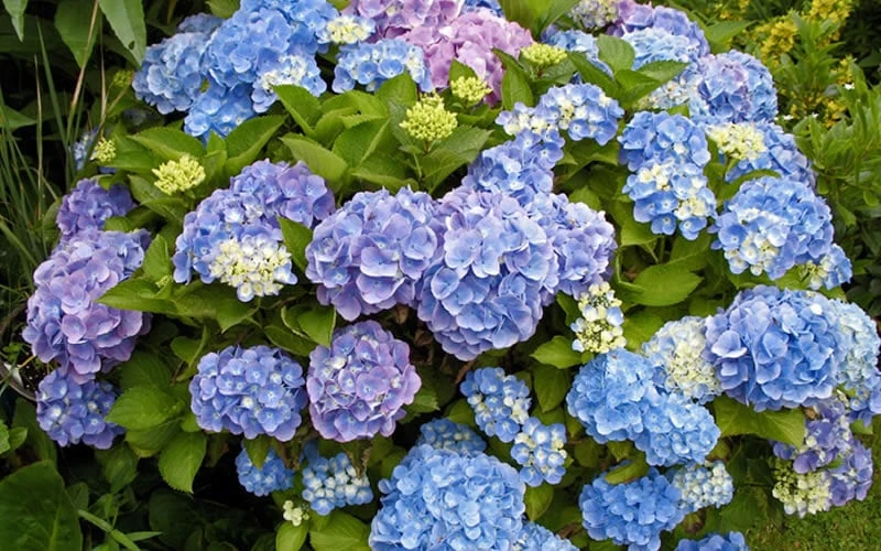 All Summer Beauty Hydrangea - 3 Gallon Pot - Image 5