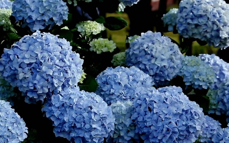 Big Daddy Hydrangea - 1 Gallon Pot - Image 5