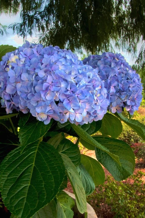 Big Daddy Hydrangea - 1 Gallon Pot - Image 4