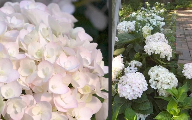 Blushing Bride Endless Summer Hydrangea - 2 Gallon Pot - Image 5