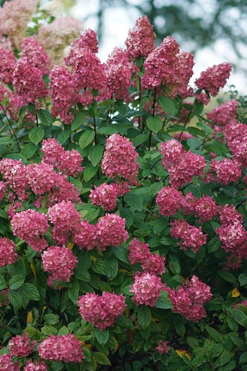 Fire Light Hydrangea - 3 Gallon Pot - Image 5