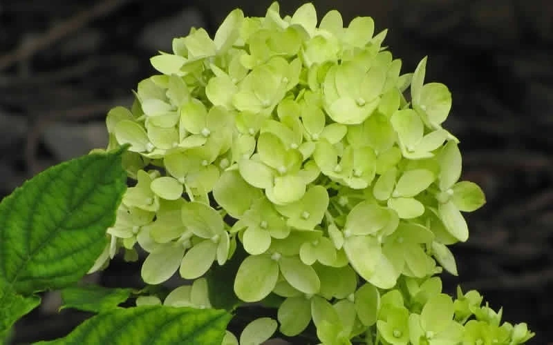 Little Lime Hydrangea - 3 Pack Of Quart Pots - Image 4