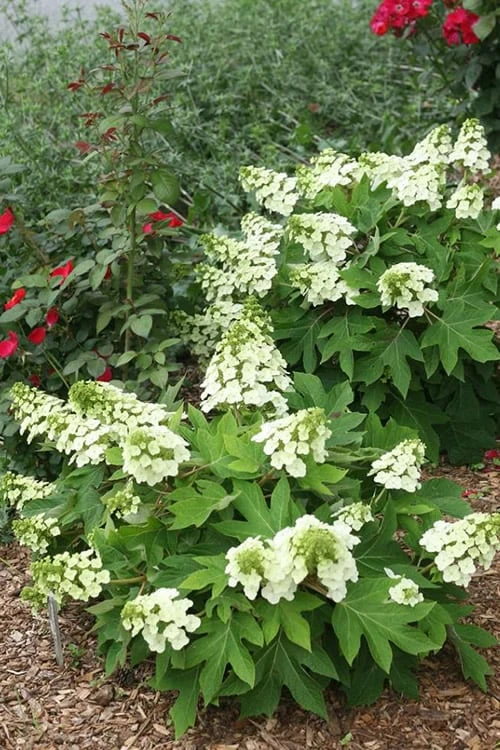 Munchkin Dwarf Oakleaf Hydrangea - 2 Gallon Pot - Image 4