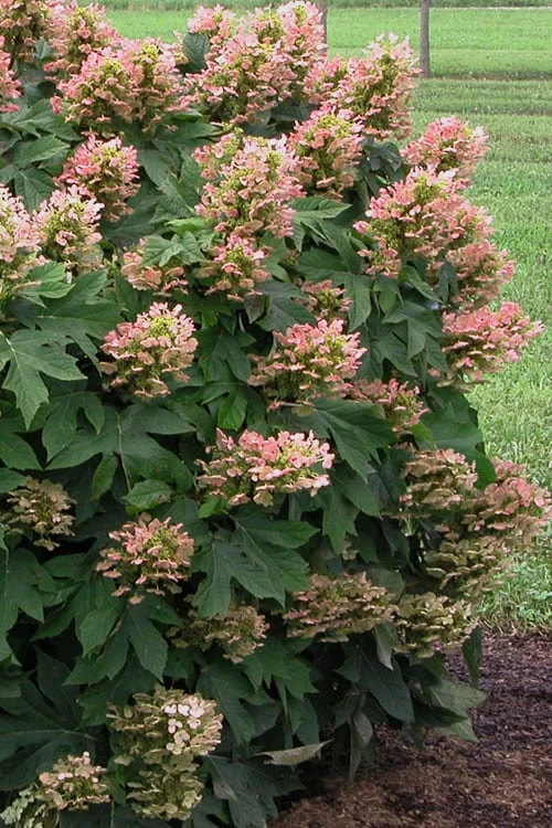 Munchkin Dwarf Oakleaf Hydrangea - 2 Gallon Pot - Image 5