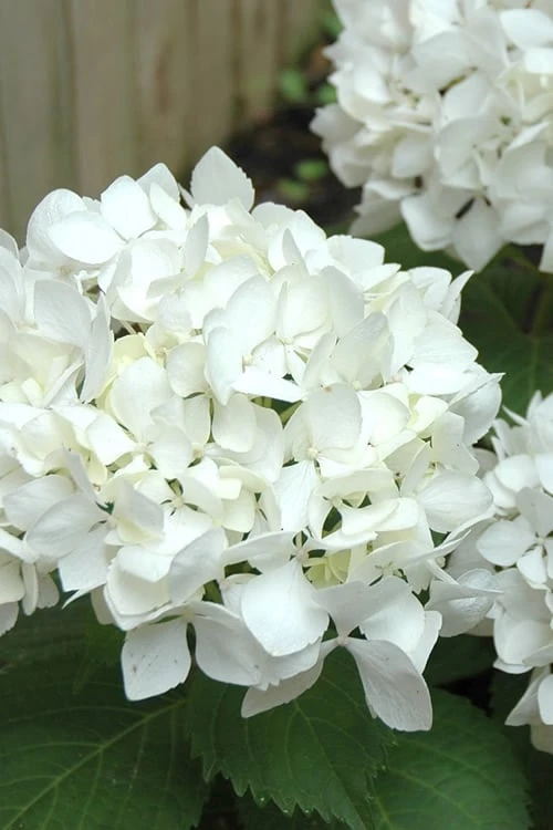 Sister Theresa Hydrangea - 1 Gallon Pot