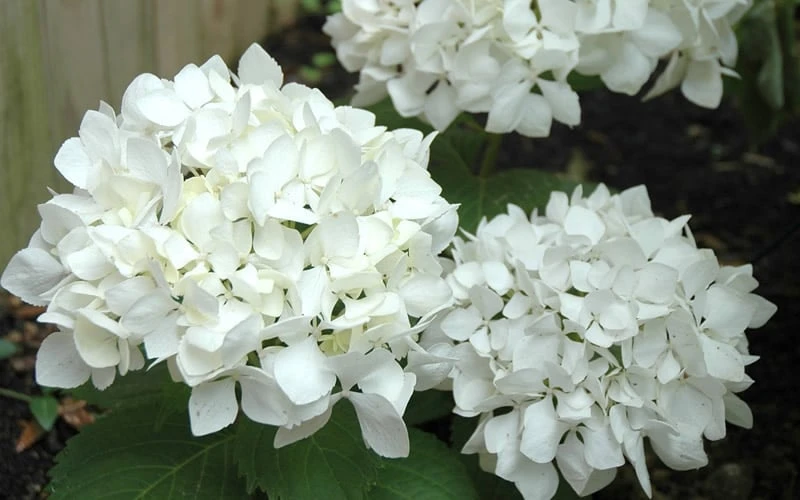 Sister Theresa Hydrangea - 1 Gallon Pot - Image 5
