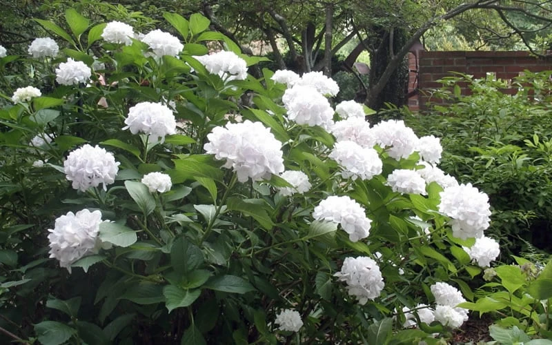 Sister Theresa Hydrangea - 3 Gallon Pot - Image 4
