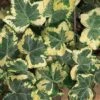 Golden Ingot Ivy - Hedera Helix - 3 Pack Of Pint Pots