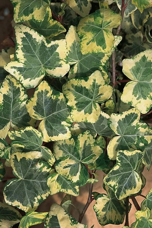 Golden Ingot Ivy - Hedera Helix - 3 Pack Of Pint Pots