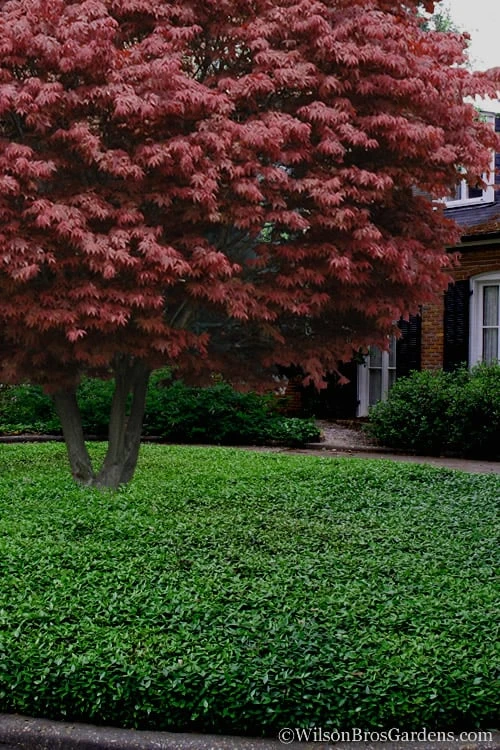 Asian Jasmine - Asiatic Jasmine - 18 Count Flat Of Pint Pots - Image 6