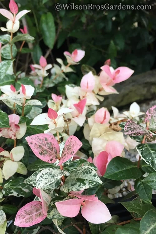 Snow N Summer Asiatic Jasmine - 1 Gallon Pot - Image 4